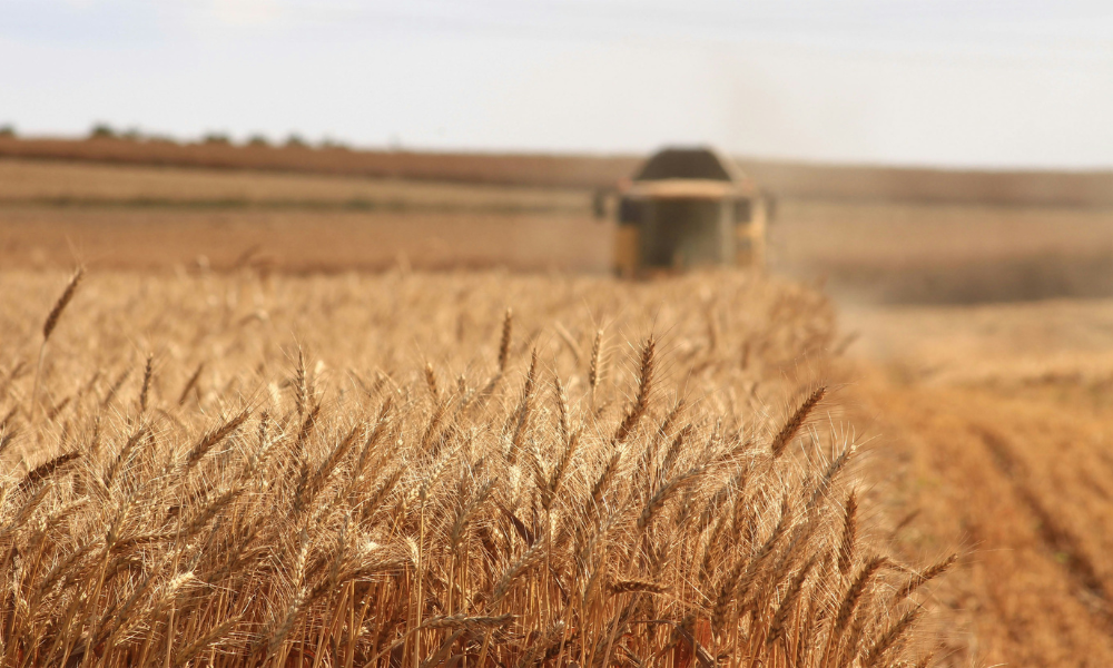 combine harvester in field