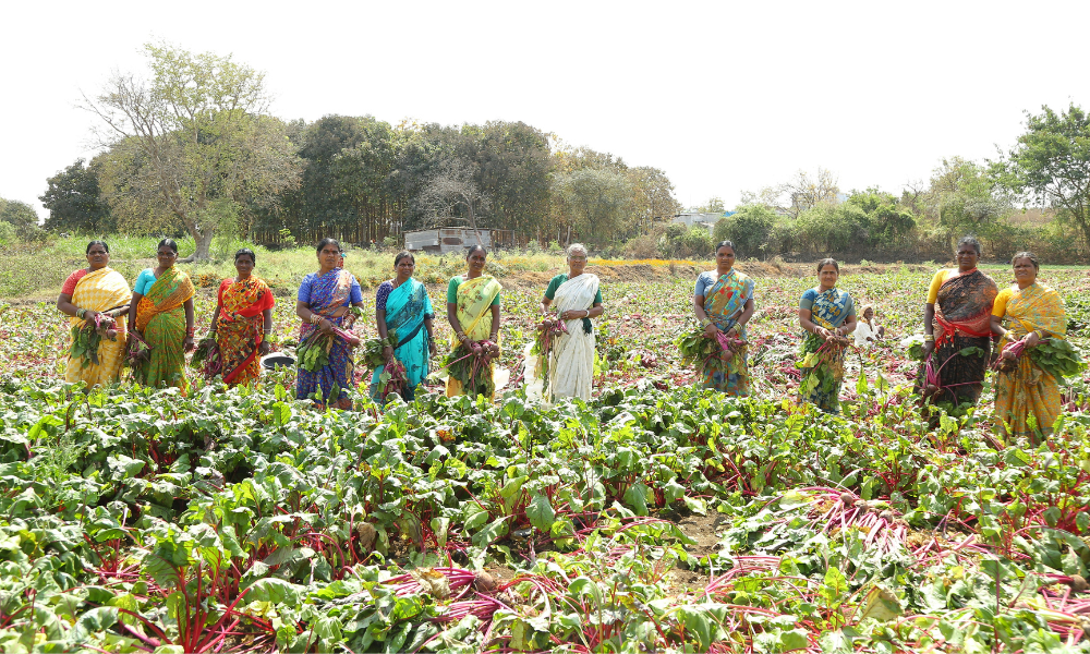 Indian farmers working in a field