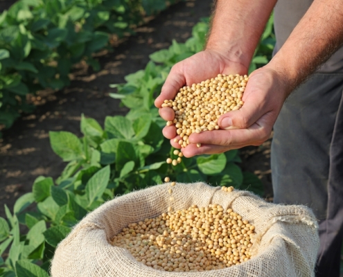Seeds